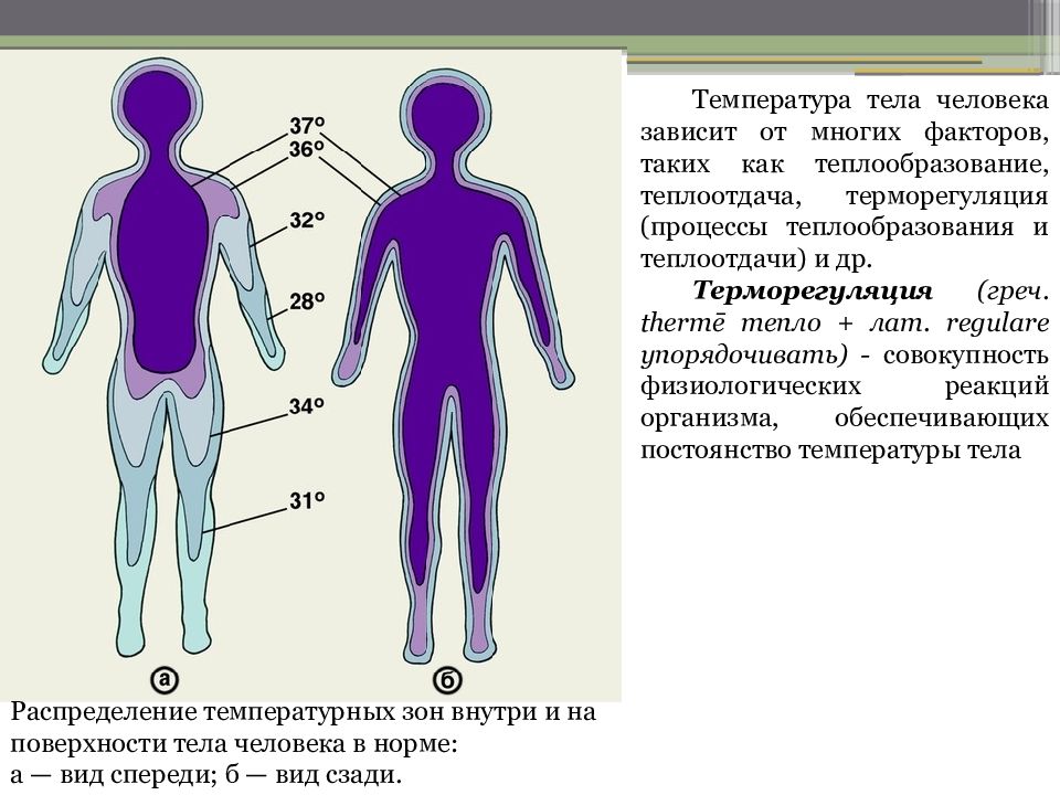 Области тела человека температура. Температура тела. Температура тела человке. Температурная схема человека. Распределение температуры тела человека.