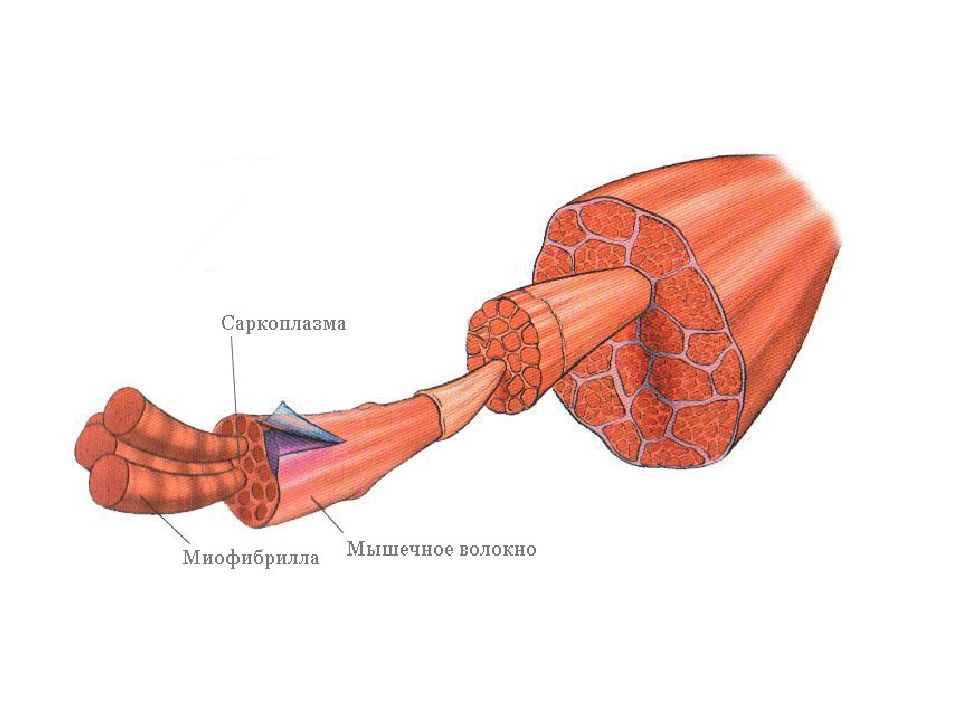 Мышечное волокно рисунок. Гипертрофия миофибрилл. Миофибриллярная гипертрофия мышц. Миофибриллы и саркоплазма. Гипертрофия саркоплазмы.