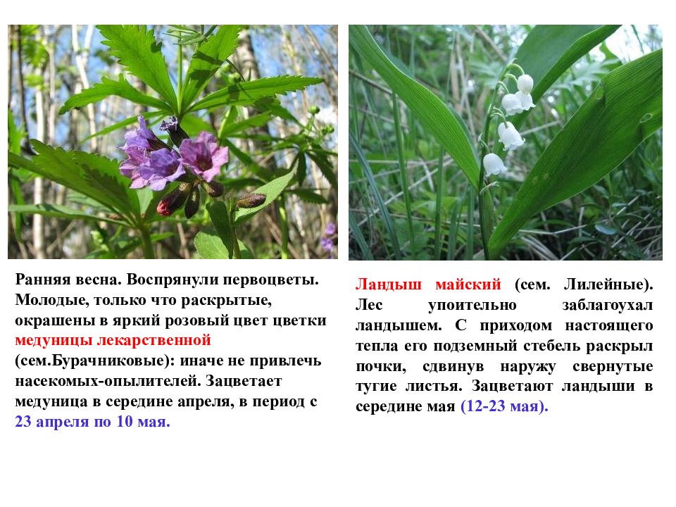 Презентация фенологические наблюдения за сезонными изменениями в природе 5 класс