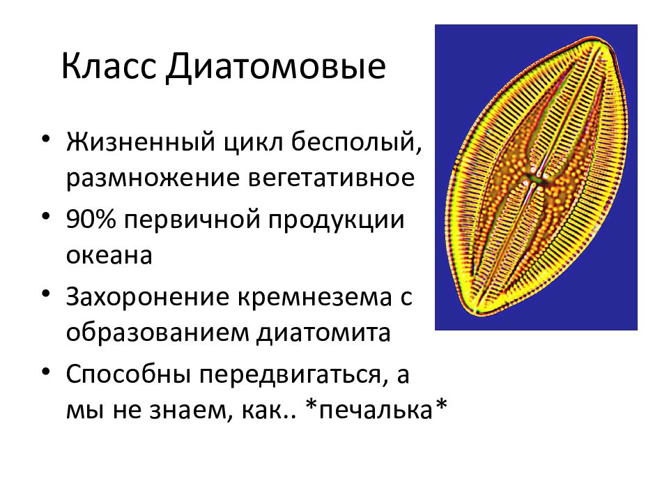 Диатомовые водоросли презентация