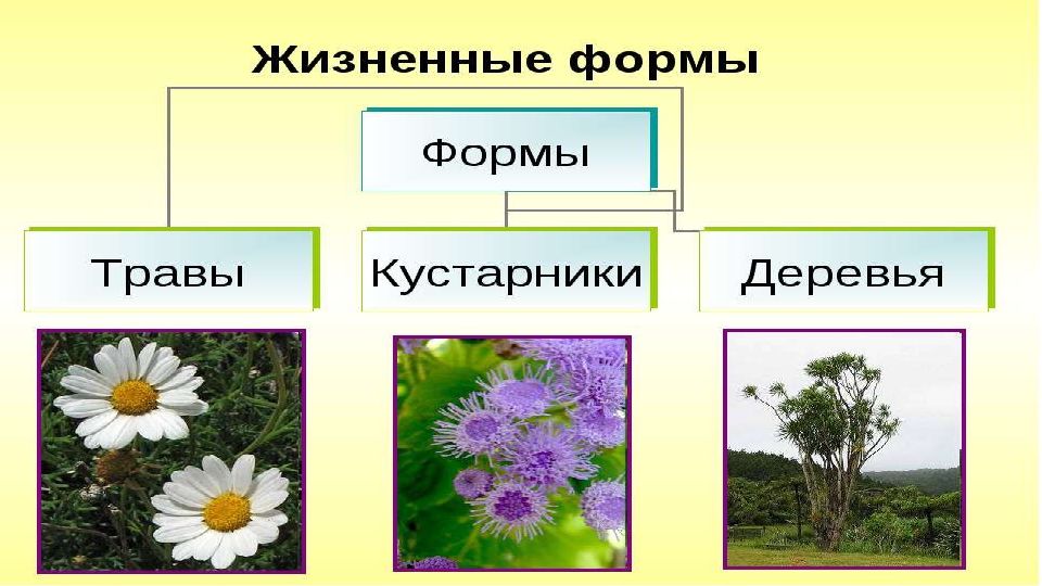 Семейства пасленовые и бобовые семейство сложноцветные 6 класс презентация