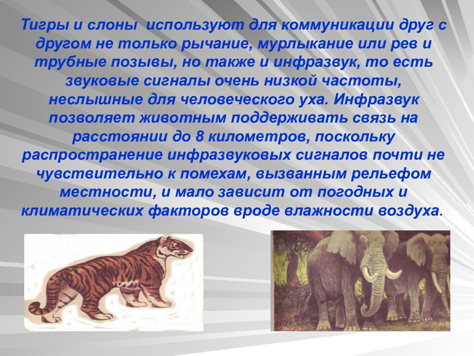 Тигры и слоны используют для коммуникации друг с другом не только рычание, мурлыкание или рев и трубные позывы, но также и инфразвук, то есть звуковые сигналы