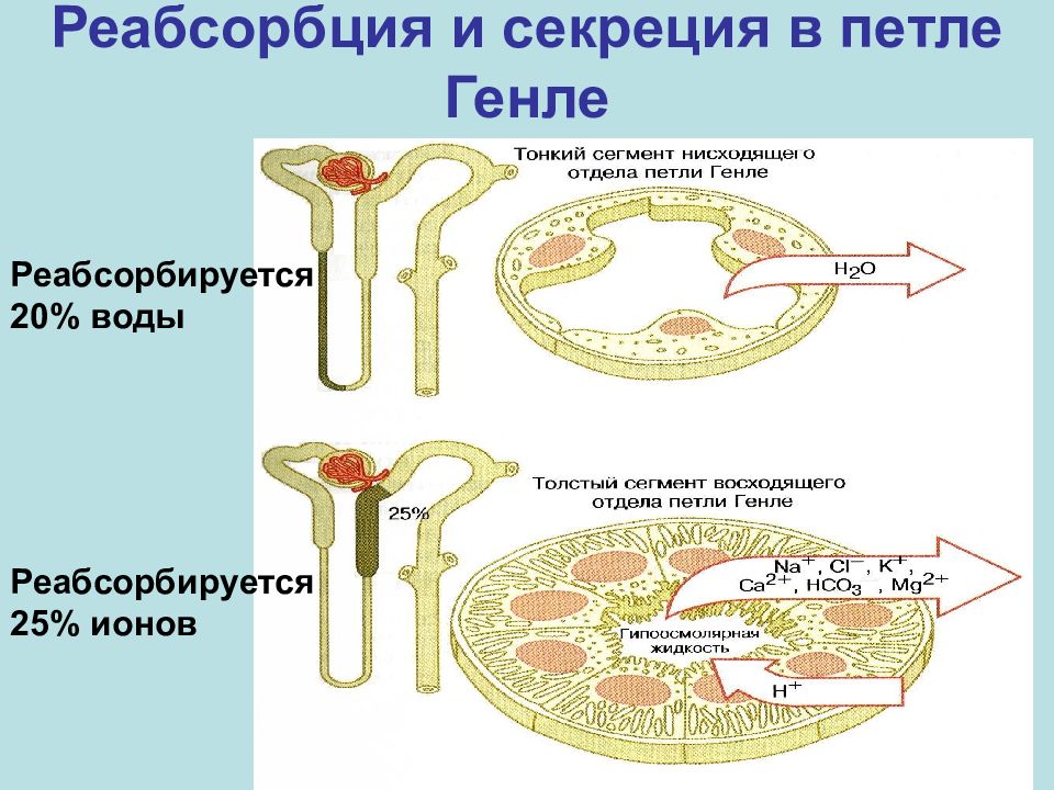 Петля генле. В восходящей части петли Генле нефрона происходит реабсорбция:. Реабсорбция в петле Генле. В петле Генле происходит реабсорбция. Что реабсорбируется в петле Генле.