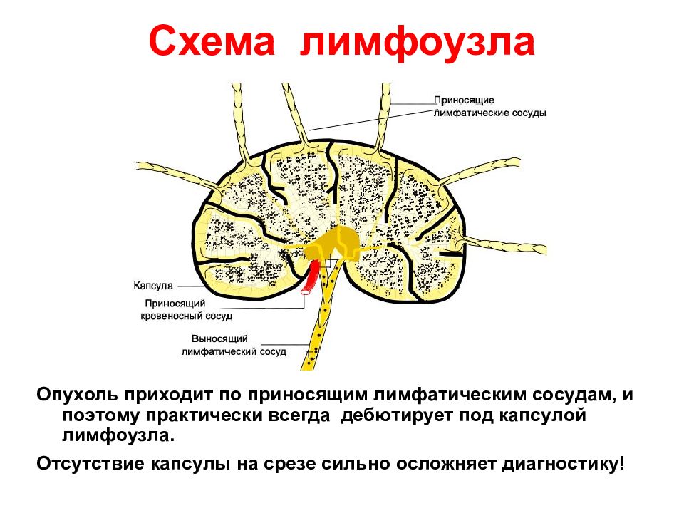 Лимфа капсула