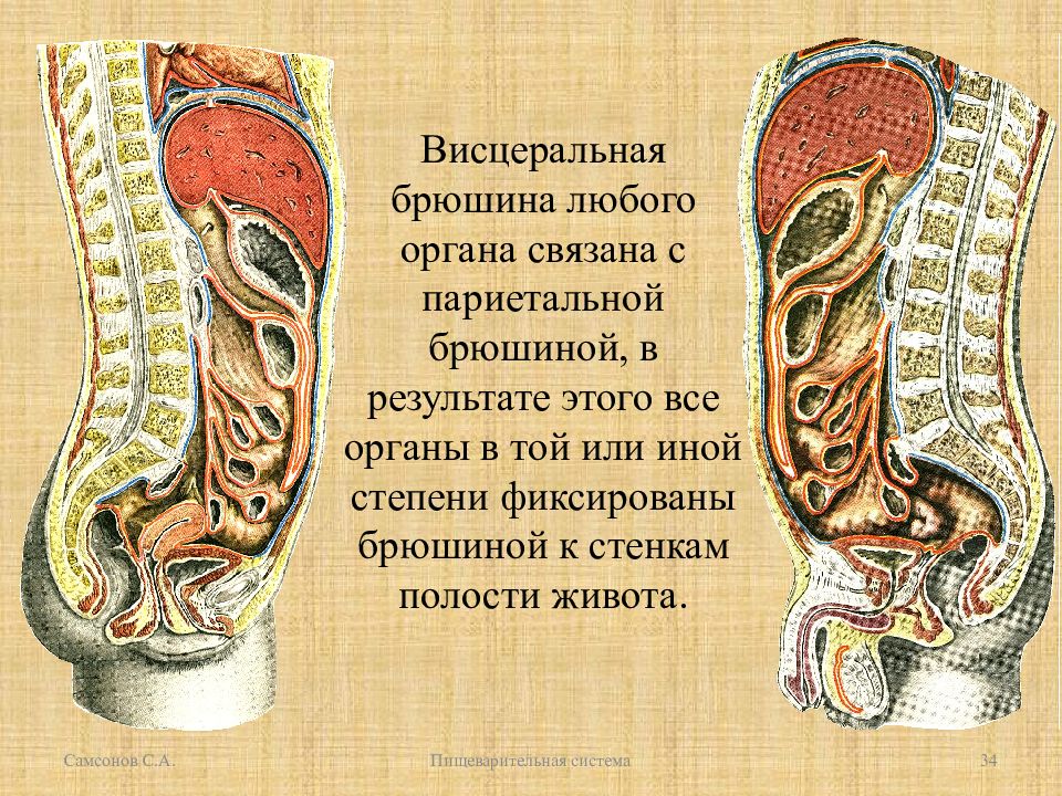 Брюшина это. Париетальный листок брюшины анатомия. Брюшина выстилающая стенки полости живота. Висцеральный листок брюшины. Брюшная полость париетальная брюшина.