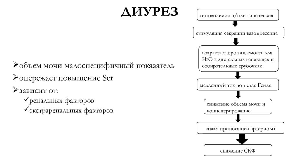 Должный диурез. Схема диуреза. Факторы влияющие на диурез. Механизмы изменения величины диуреза. Фазы диуреза.