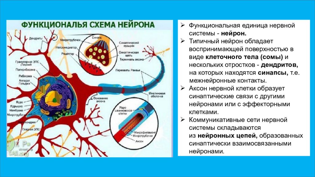 Структурно функциональная единица нервной. Функциональная единица нервной системы. Функциональная организация нейрона. Типичный Нейрон. Морфофункциональная организация нейрона.