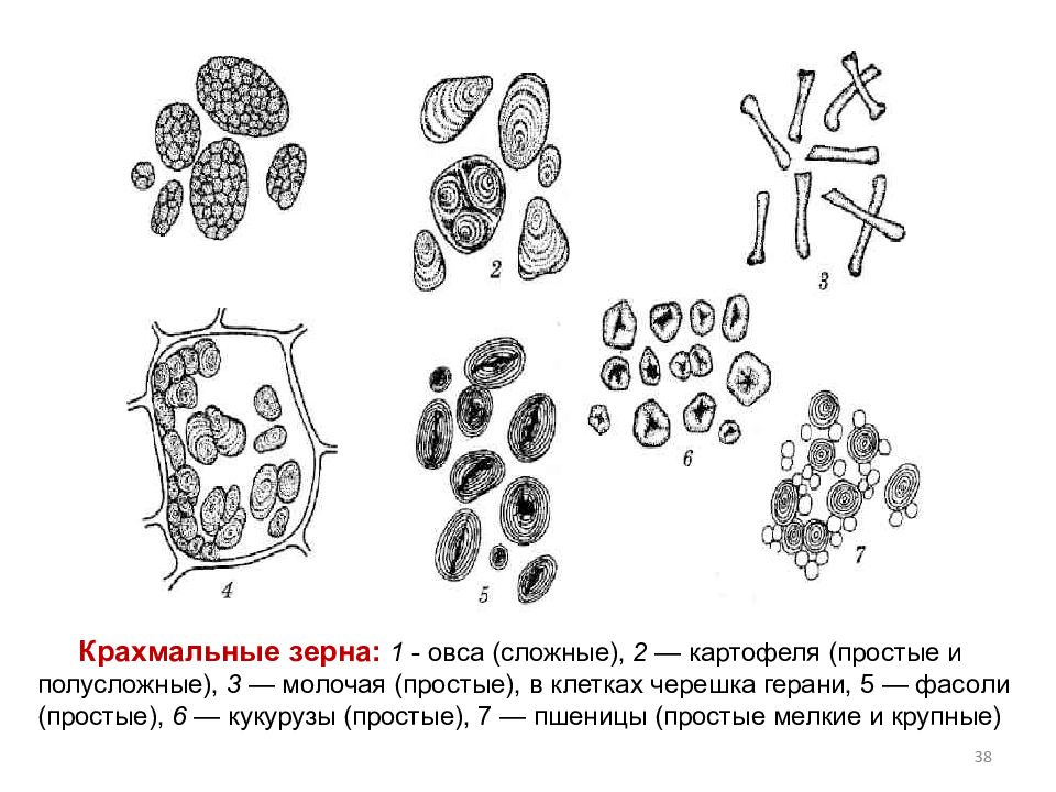 Крахмальные зерна картофеля под микроскопом рисунок с подписями