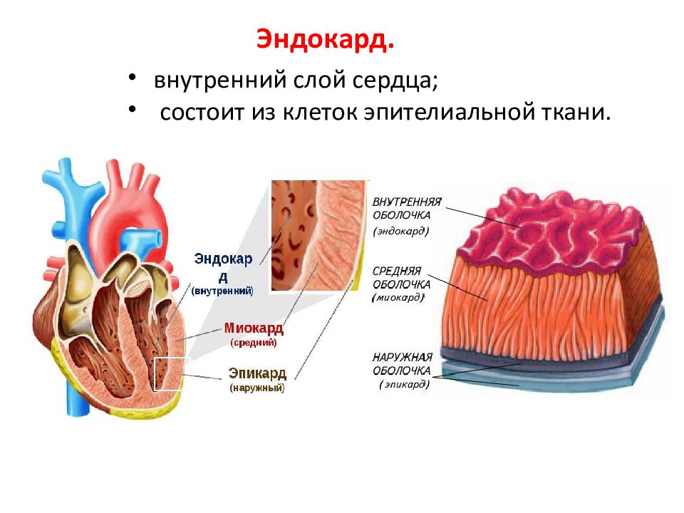 Состоит из 1 слоя клеток. Эндокард сердца анатомия. Строение сердца миокард эндокард перикард. Стенка сердца эндокард миокард эпикард. Строение стенки эндокарда.