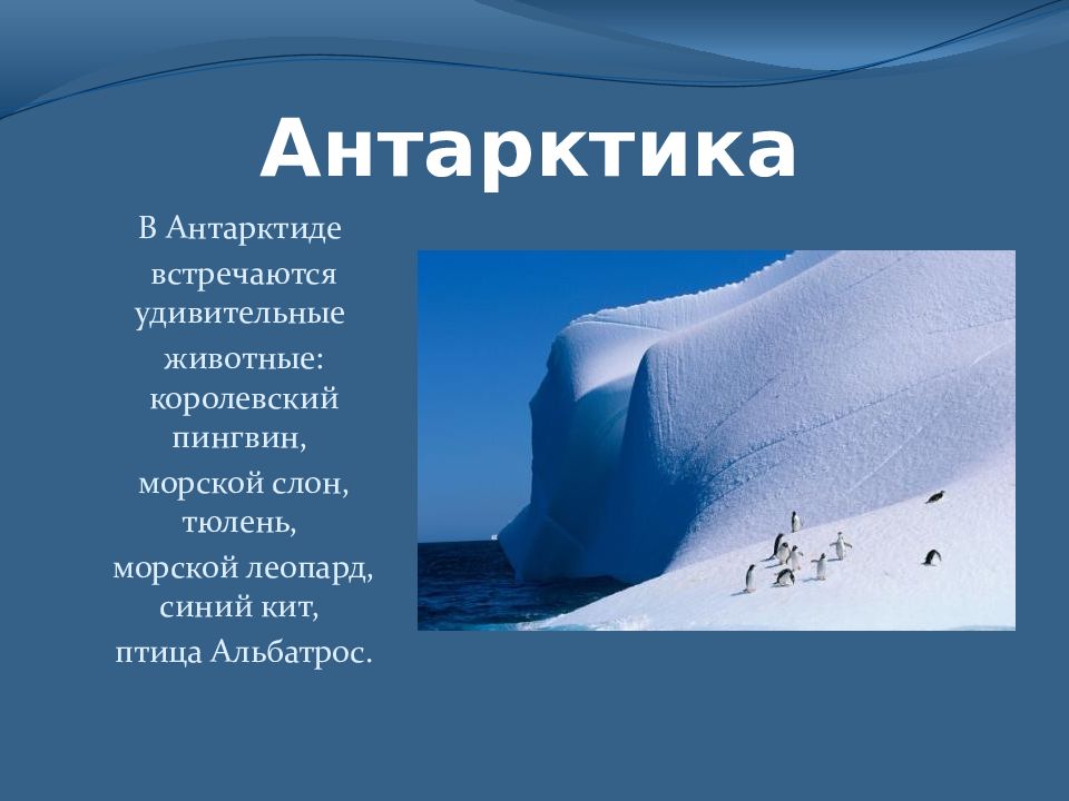 Животные антарктиды кратко. Какие трудности встречаются в Антарктиде.