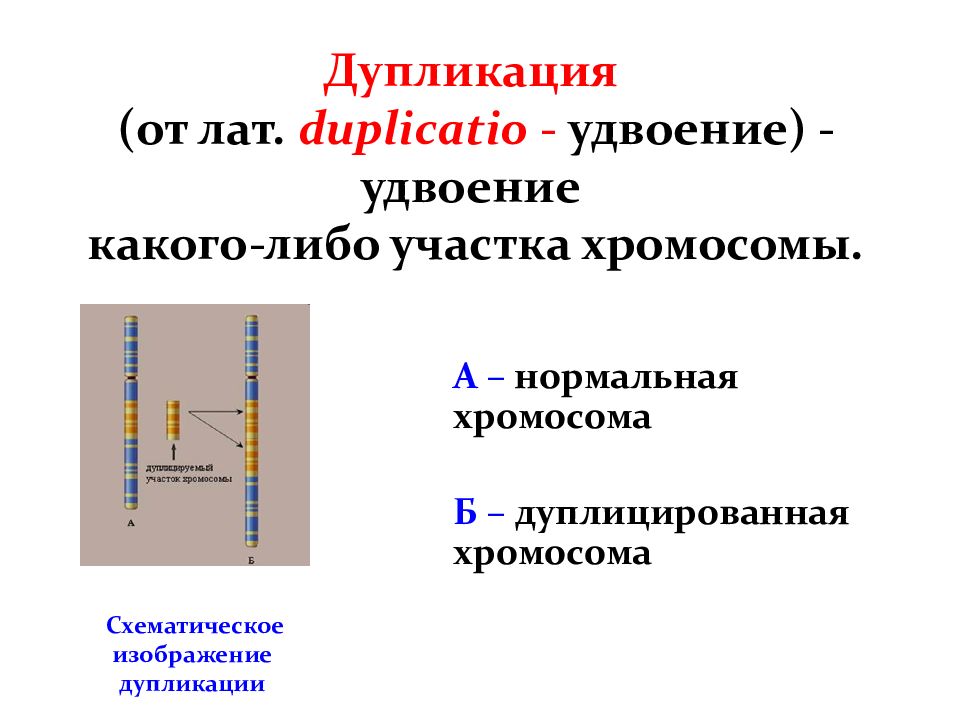 Удвоение участка хромосомы это. Дупликация хромосом. Удвоение участка хромосомы (дупликация). Дупликация это в биологии. Дупликация это в генетике.