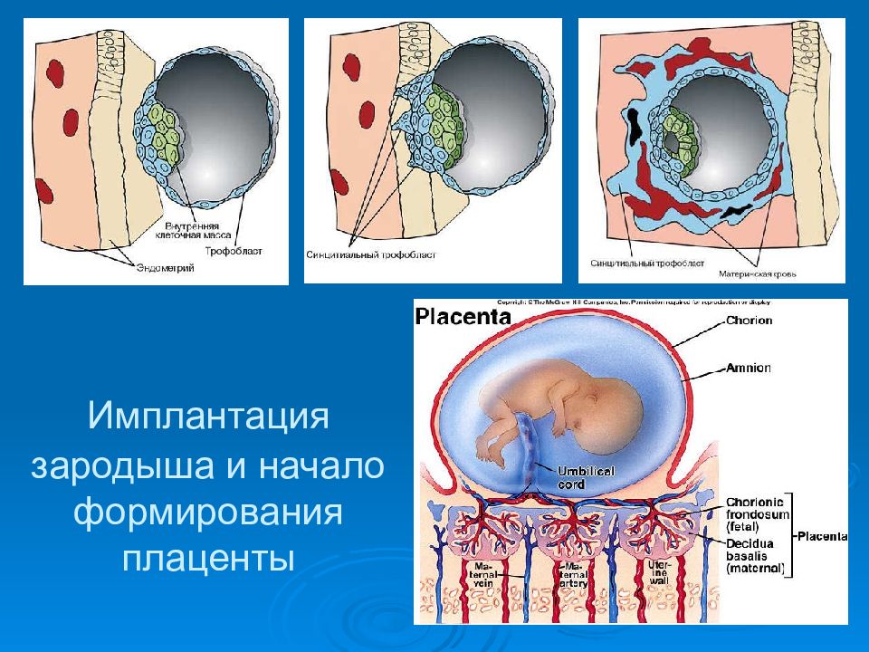 Имплантация эмбриона презентация