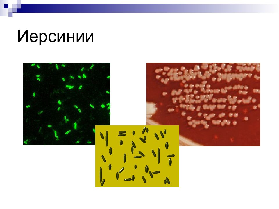 Кишечный иерсиниоз презентация микробиология