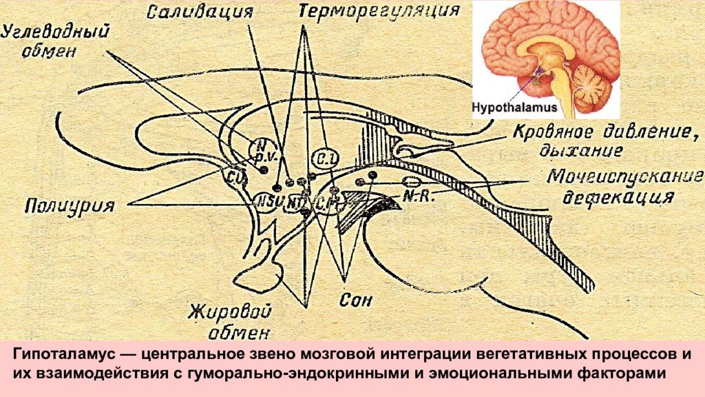 Пропедевтика эндокринной системы презентация