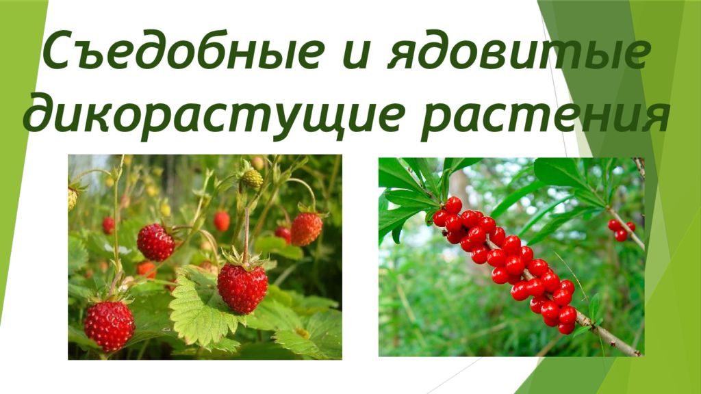 Съедобные и ядовитые дикорастущие растения