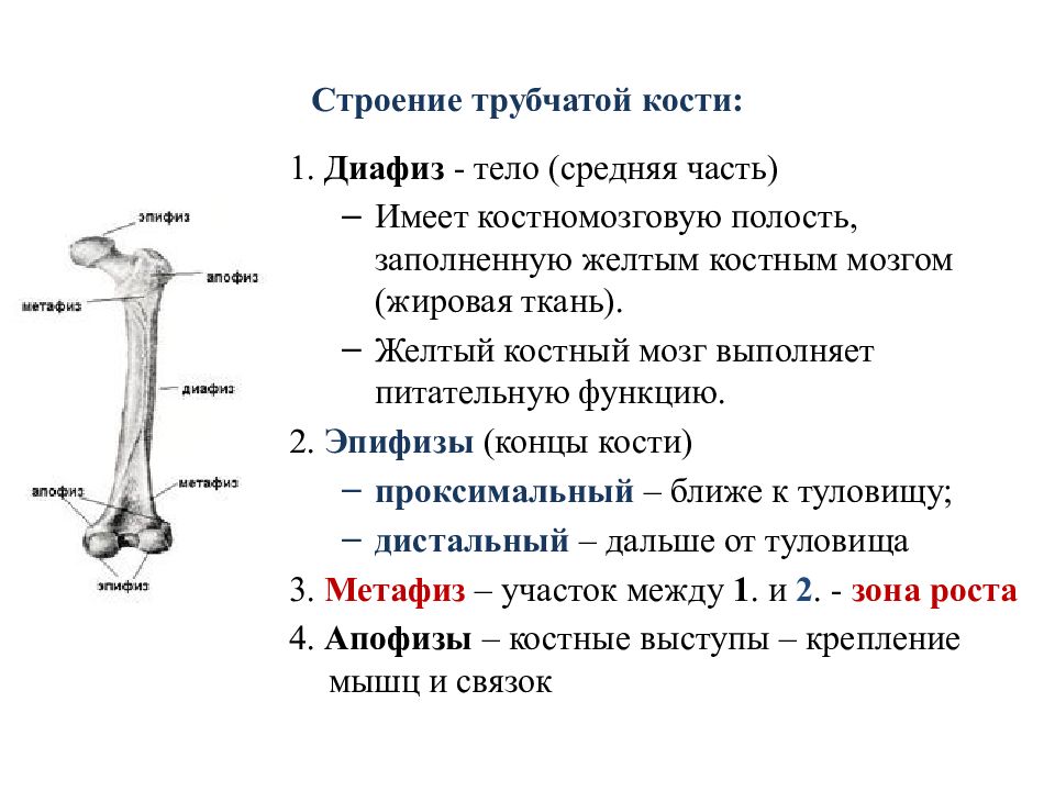 Какие функции выполняют трубчатые кости. Строение трубчатой кости анатомия. Строение длинной трубчатой кости. Трубчатая кость строение метафиз. Строение трубчатой кости эпифиз диафиз метафиз.