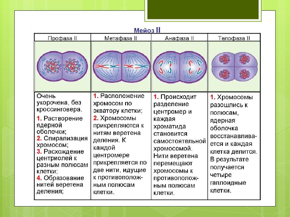 Какие признаки характеризуют мейоз наличие