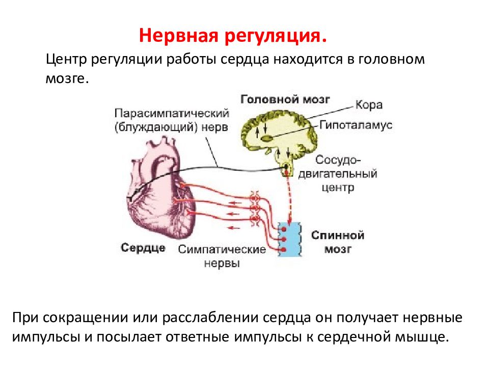 Схема внутрисердечной рефлекторной регуляции сердца