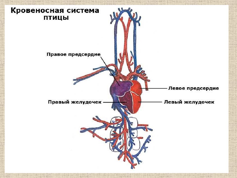 Схема строения кровеносной системы птиц