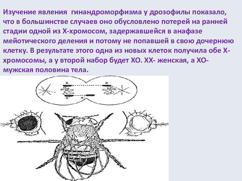 хромосомы дрозофилы. кариотип мухи дрозофилы. муха дрозофила хромосомы. сколько аутосом у дрозофилы. кариотип мушки дрозофилы.