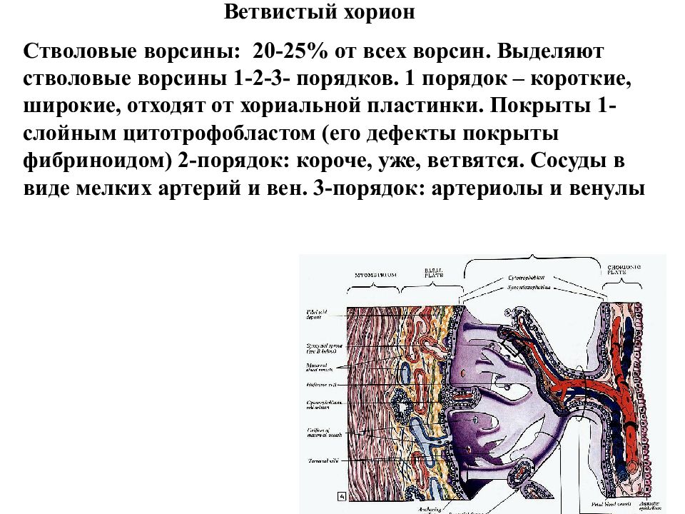 строение ворсинки хориона. строение ворсин хориона. 1. ворсины хориона. ворсинки хориона гистология.