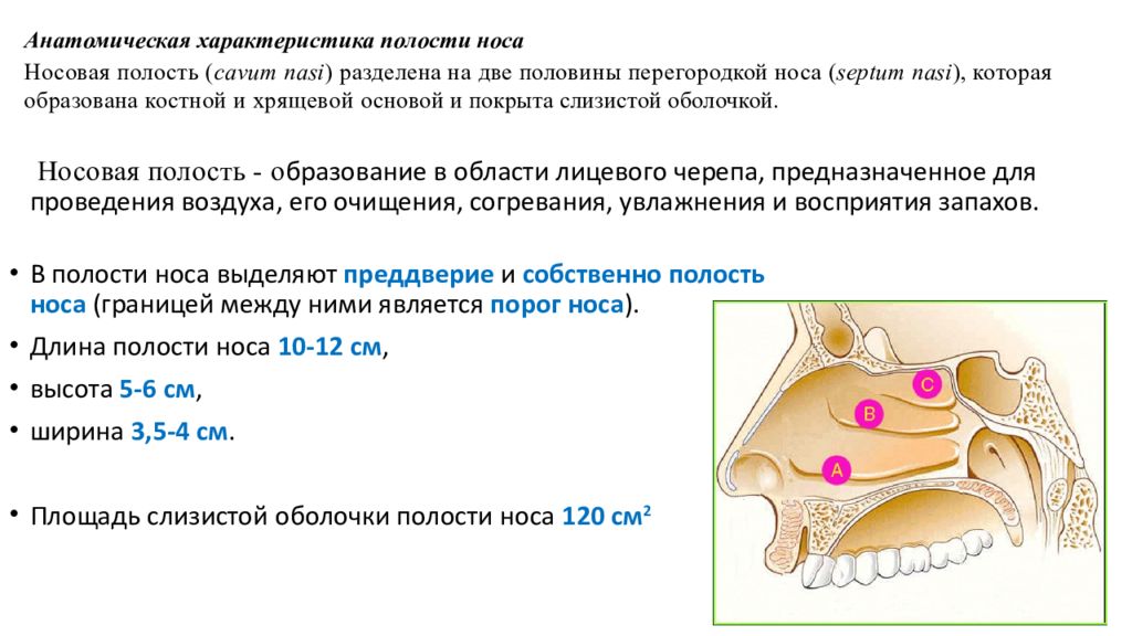 Полость проведение. Преддверие полости носа. В полости носа выделяют. Образования полости носа. Полость носа анатомия области.