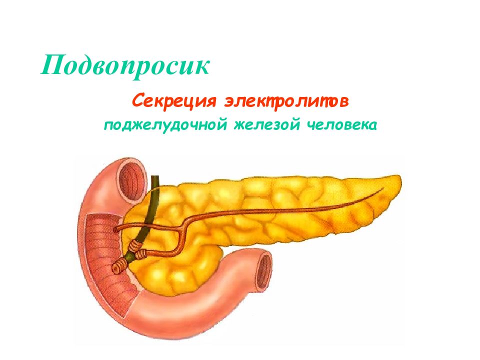 Поджелудочная железа рисунок анатомия