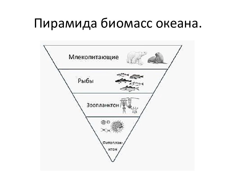 Пирамида численности картинка