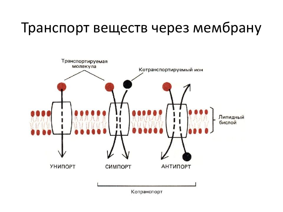 Транспорт веществ через мембрану презентация