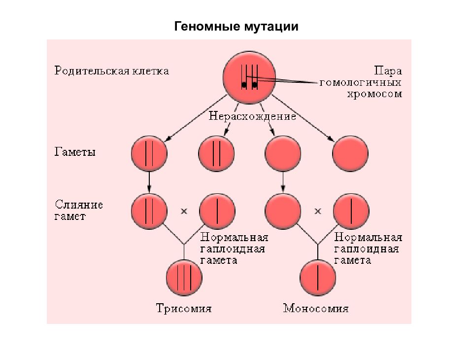 При гаметогенезе клетки делятся. Последовательное нерасхождение. Мутации в половых клетках. Мутация в гаплоидной клетке. Задачи на нерасхождение хромосом.