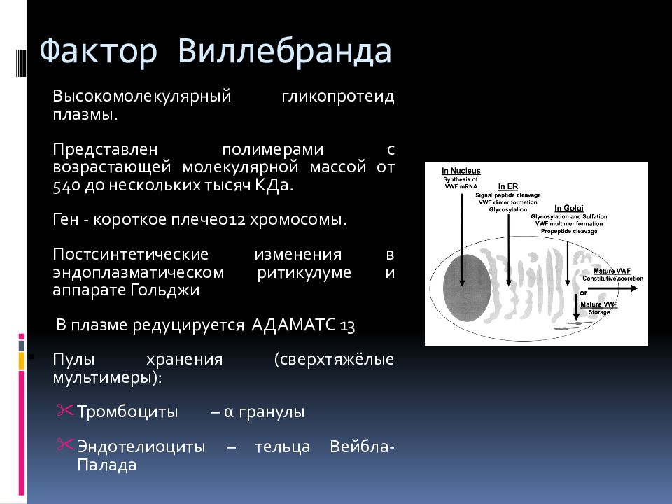 Болезнь виллебранда презентация