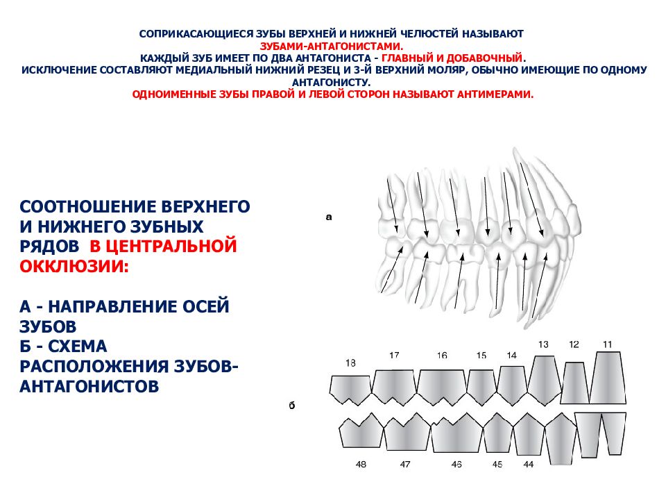 5 признаков зубов. Зубочелюстной сегмент. Зубочелюстные сегменты верхней и нижней челюсти. Развитие зубов анатомия. Строение зубочелюстного сегмента.