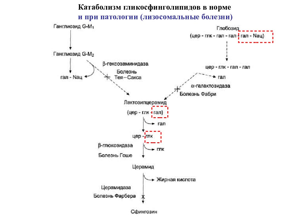 Общая схема катаболизма питательных веществ в организме