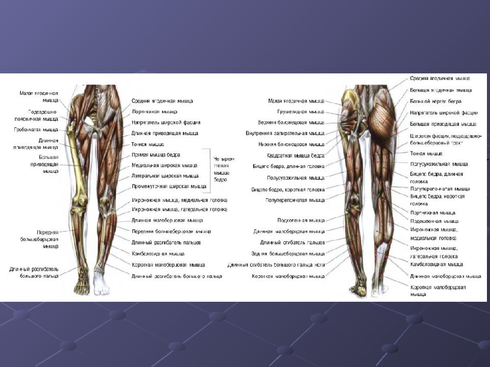 Тянет мышцу правой ноги. Мышцы ног. Мышцы ног названия. Мышцы выше колена.