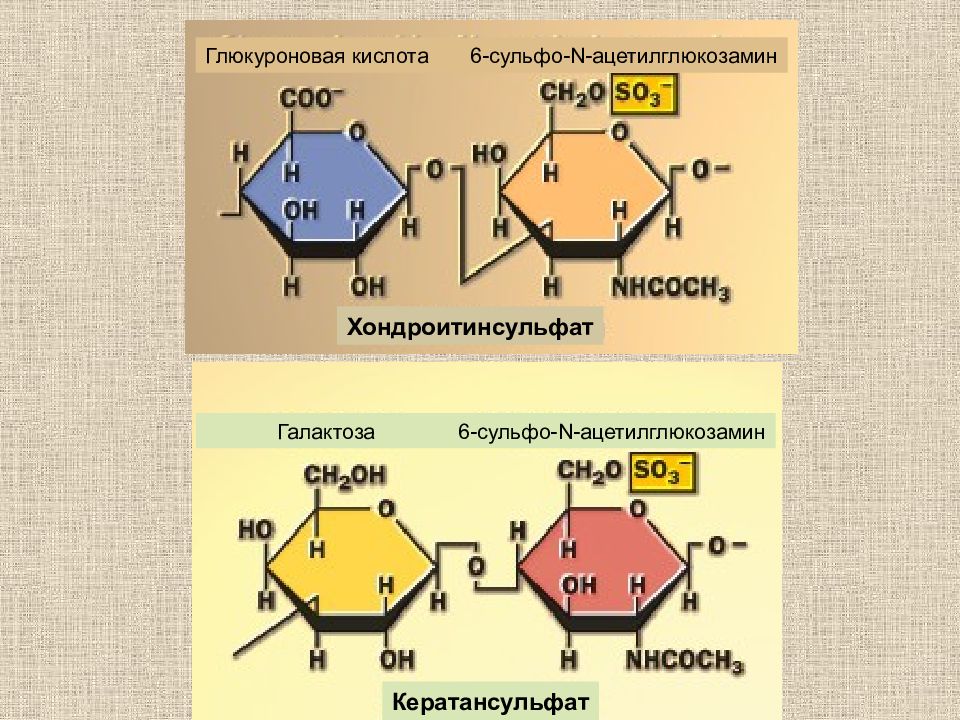 Глюкуроновая кислота для чего. Кератансульфаты биохимия. Кератансульфат формула. Глюкуроновая кислота. Хондроитинсульфат кератансульфат.