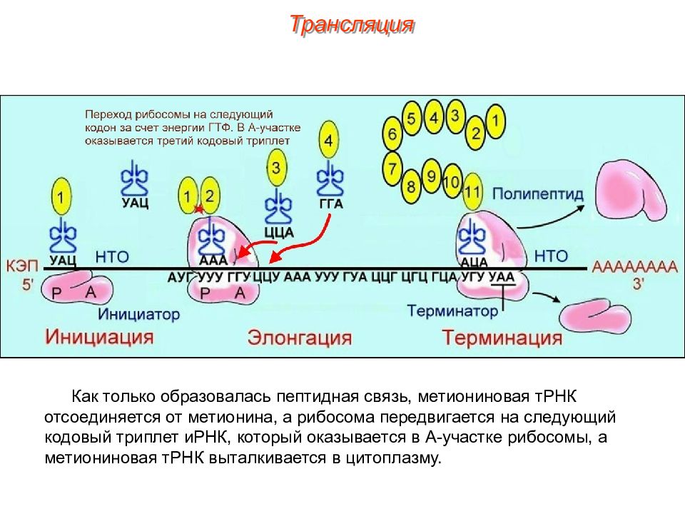 В биосинтезе полипептида участвуют. Схема синтеза белка в рибосоме трансляция. Трансляция Биосинтез белка на рибосоме. Образование пептидных связей Биосинтез белка. Синтез полипептида на рибосоме.