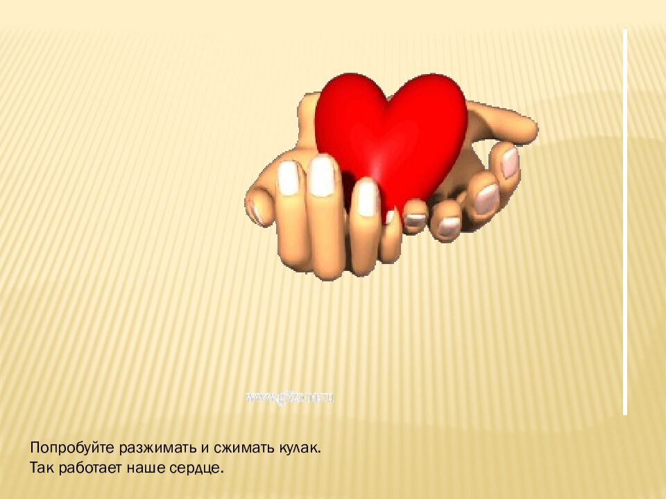 Как работает наше сердце