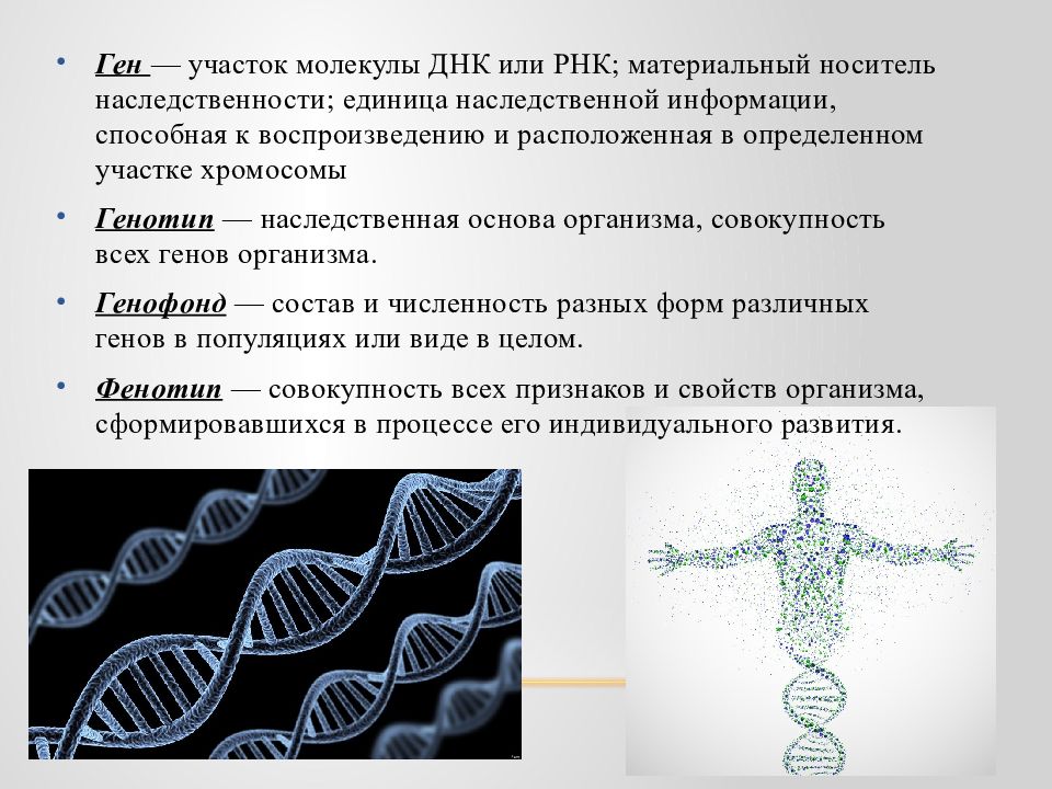 Проекты по теме генетика