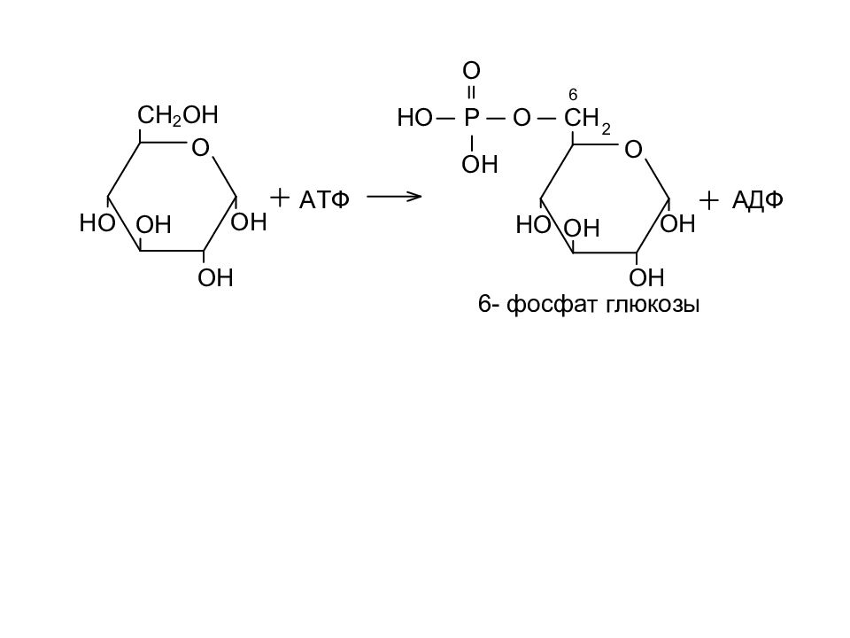Цикло-оксо-таутомерия Глюкозы. Таутомерия Глюкозы. Фосфор производные моносахаридов.