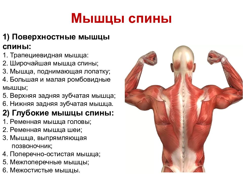 Поверхностные группы мышц. Мышцы спины группы функции. Широчайшая мышца спины вид сбоку. Общая характеристика поверхностных мышц спины.