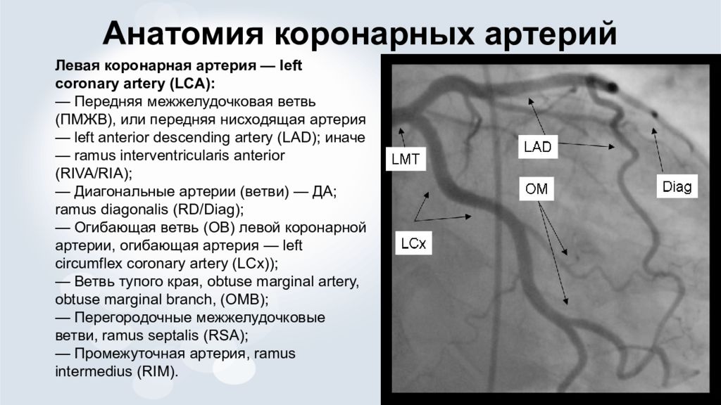 Сосуды сердца схема коронарография