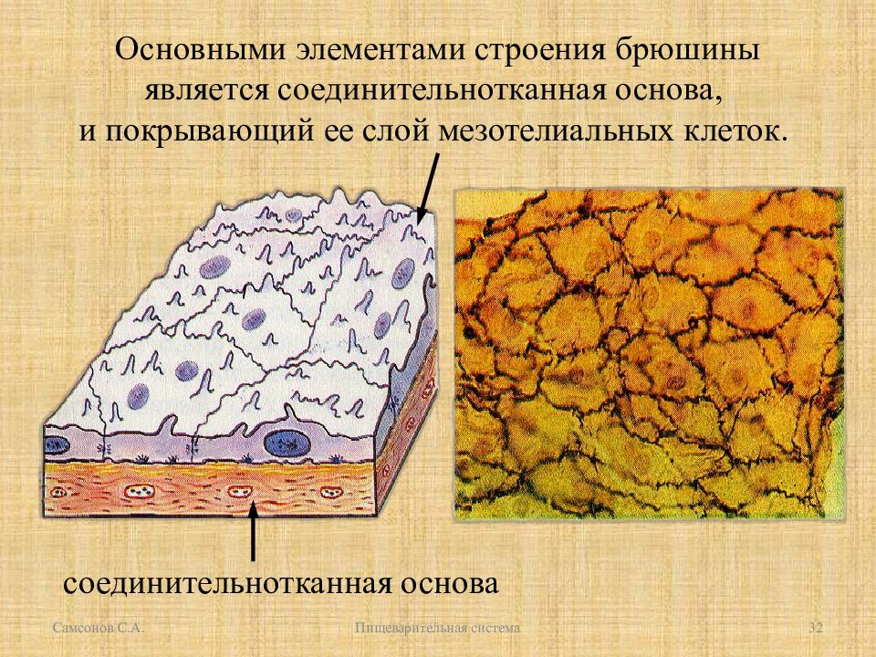 Мезотелий гистология рисунок