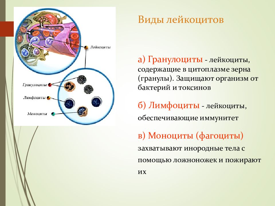 Значение внутренней среды