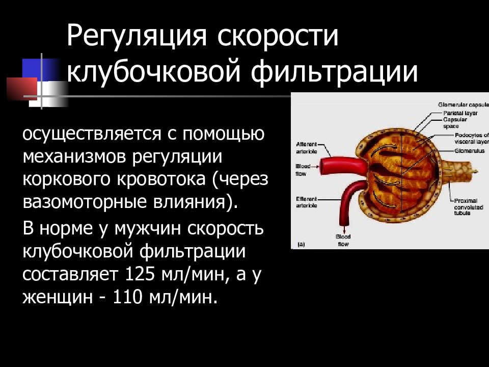 Органы выделения органы дыхания. Механизмы регуляции клубочковой фильтрации. Регуляция скорости клубочковой фильтрации.. Механизмы регуляции СКФ. Регуляция выделительной системы человека.