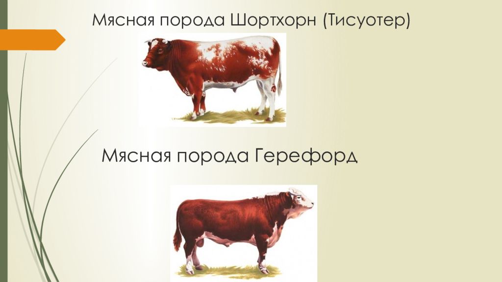 Какой тип питания характерен для коровы изображенной на рисунке обоснуйте свой ответ