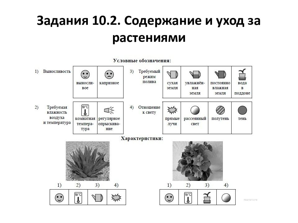 Растения впр