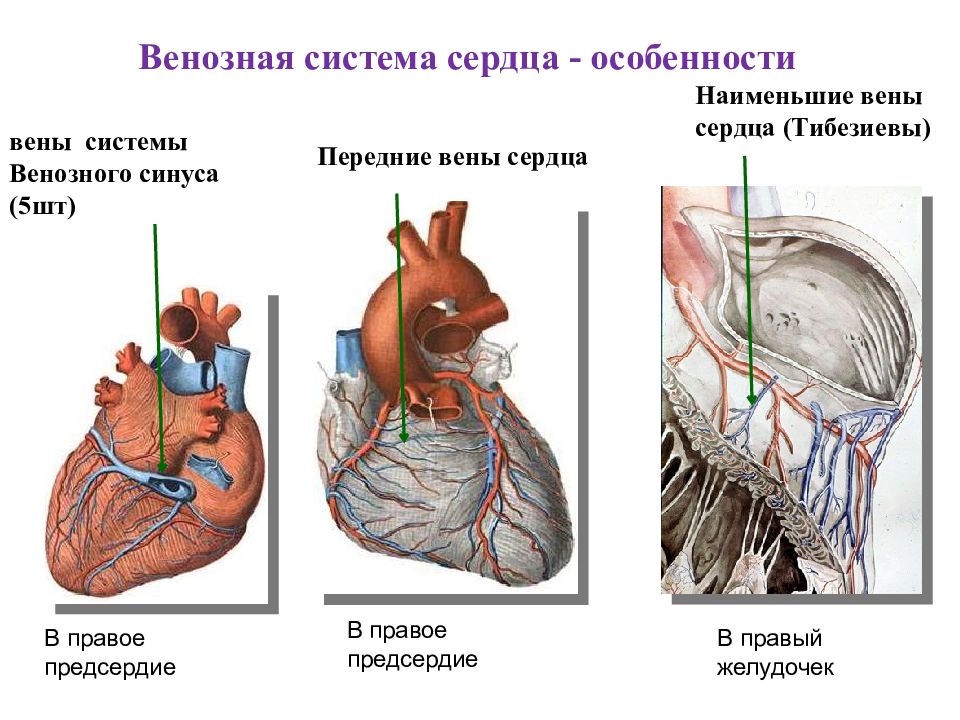 Венозное сердце. Венозная система венечный синус.