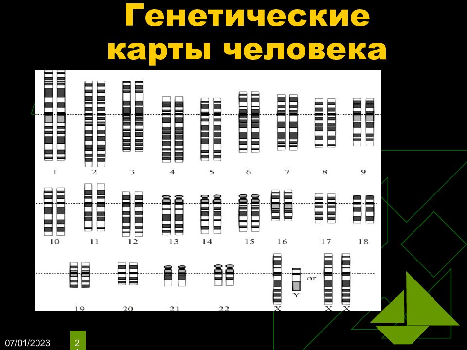 Генетическая карта. Карта хромосом человека. Генетическая карта человека. Хромосомная карта человека.