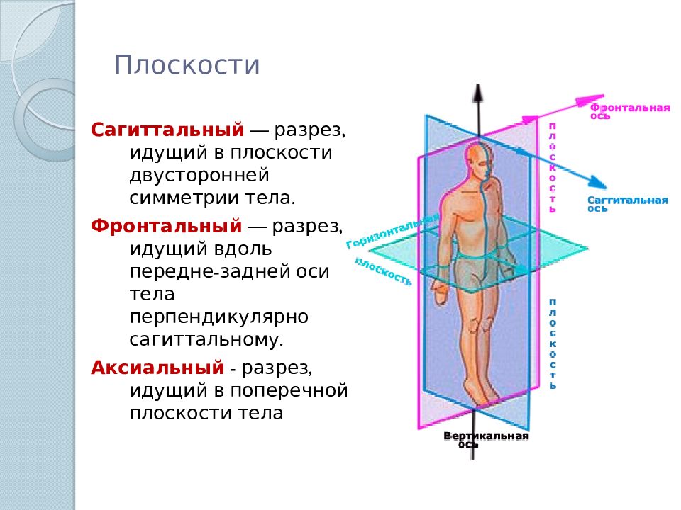 Вертикальная ось движения. Сагиттальная проекция в рентгене. Анатомические оси и плоскости человека. Оси и плоскости в анатомии человека. Плоскости и оси тела человека в анатомии.