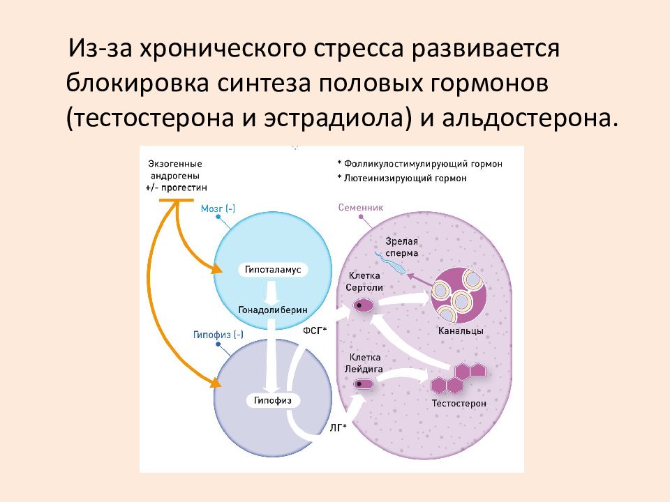 Альдостерон плазма. Альдостерон гормон стресса. Альдостерон патологии. Стресс и тестостерон. Регуляция альдостерона гипофизом.